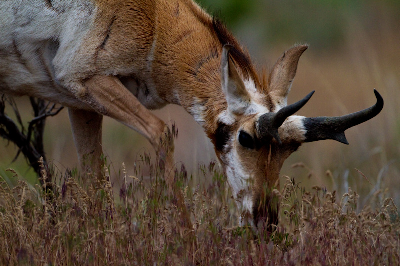 Pronghorn